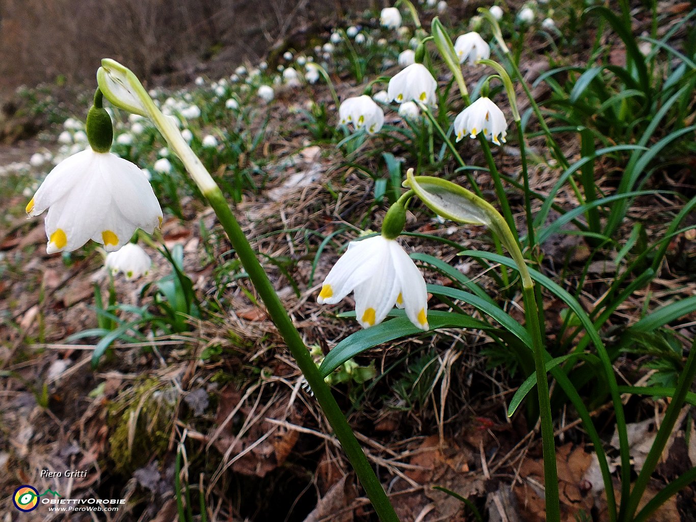 79 Campanelle di Primavera (Leucojum Vernum).JPG